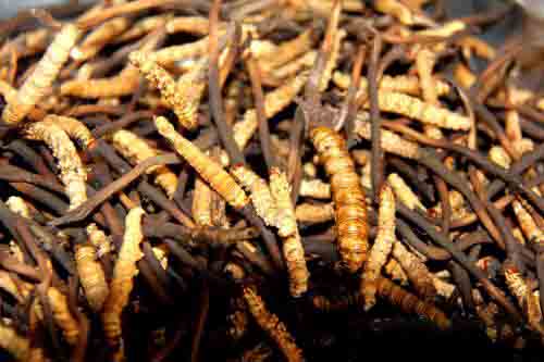 新鮮冬蟲(chóng)夏草烘干方法 新鮮冬蟲(chóng)夏草烘干方法